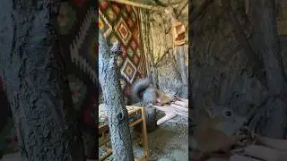 Белка my friend🧡🐿️ 