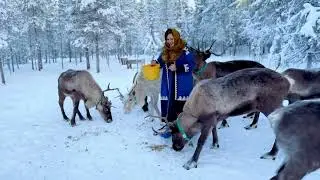 #Север #Царство #олени #кольский #кольскийполуостров #оленийкрай #shorts #deer #deerhunting #north