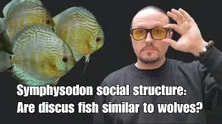Are discus fish similar to wolves? Exploring Symphysodon social structure, patterning, & physiology