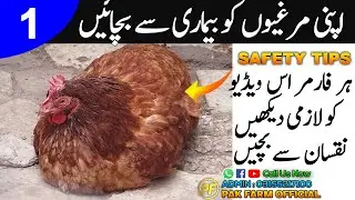 Apni Murgiyon Ko Bimari Say Bachyen | Poultry Farming In Pakistan |  Murgi farming In Pakistan