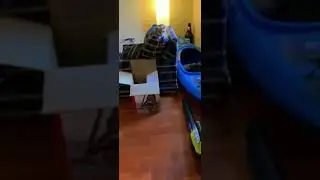 Орущий кот