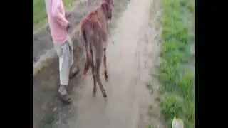 Donkey and boy meeting in my village