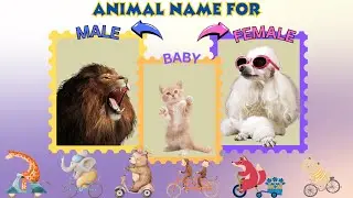Special animals' names for Female, Male, and Baby that you MUST know!
