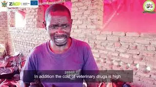 La storia di Oliver Chimwendo, allevatore di capre dello Zimbabwe 🇿🇼 (ENG SUB)