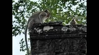 el temple d'Angkor