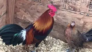 my breeder qaib qus