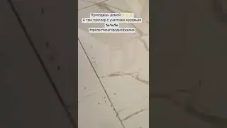 Шок ⚡⚡⚡внезапные гости 🐜🐜🐜 #регион07 #кбр #2023 #кавказ #долинакавказа