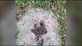 Pissants