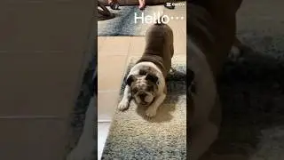 English Bulldog Sarge in Attack Mode! #dogs #cuteanimals #shorts #funny #pets