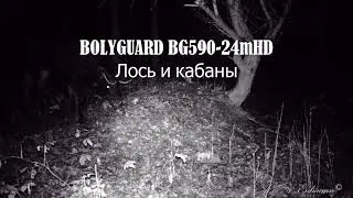 Лось и кабаны ночью. BOLYGUARD BG590-24mHD