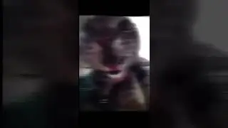 кот мяукает под фонк