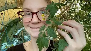 Vanquishing Mildew in the Rotten Vale