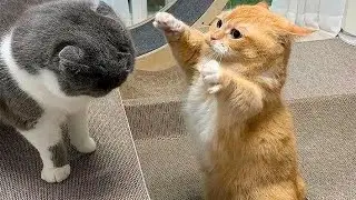 Funny animals - Funny cats and dogs - Funny animal videos 2024🤣