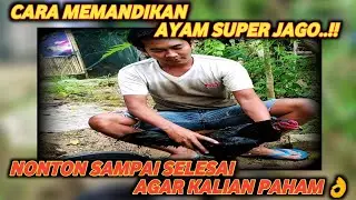 cara mandikan ayam di airan pertama# mandikan ayam yg benar # ayam super