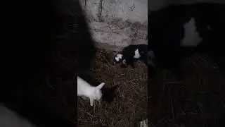 Необычная ясельная группа .Мамы(козы ) с детьми.