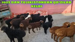 TOJIKISTONDAN 100$ QO'ZILAR KELDI ☎️+998902911090☎️