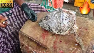 KASIMEDU 🔥SPEED SELVAM | IMPORTED GROUPER HEAD(KALAVA) FISH CUTTING🐟 | FISH CUTTING SKILL | KASIMEDU