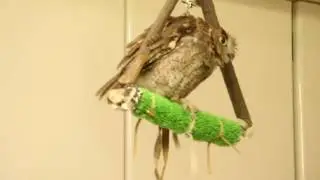 The owl which gets on the swing / ブランコに乗るフクロウ
