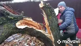 Ломаем дерево самодельным трактором мини мтз.. .