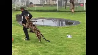 abi gitme beni bırakma leopar