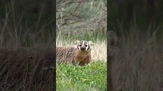 Badger facts you didn't know #badgers #animals #animalfacts