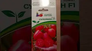 Мои томаты на сезон 2025! 🍅