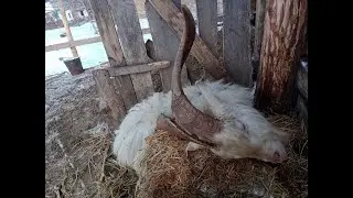 ПАРАЛИЧ У КОЗЛА. В ЧЕМ ПРИЧИНА?