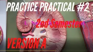 A&P PRACTICE PRACTICAL: 2nd Semester Practice Practical #2 Version A