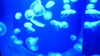 Jellyfish (again)