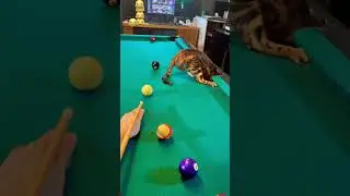 Bengal Cat Referee is Distracted 😂 #shorts