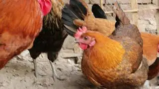 Chicken Hens Home Daily Eggs – Funny Chicken & Rooster – House Chicken 4K Ultra HD 60fps