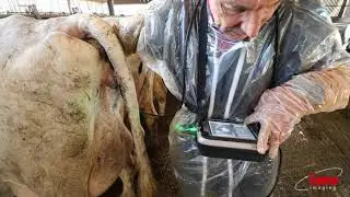 L'IMAGO en action dans une ferme bovine