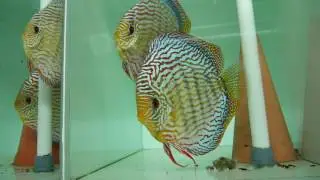 Discus Piwowarski