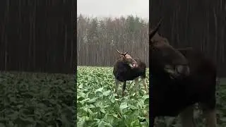 Обед по расписанию!!!
