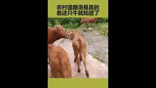 jav hd