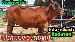 โปรเด็ด‼️บ้านเขียวฟาร์มเปิดแบบอยากขาย | 31 ต.ค.67| งบหมื่นกว่ามีแต่งามๆไม่ดูคือพลาด สุดท้ายยิ่งเด็ด