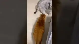 Сюрприз сюрприз ублюдки Король вернулся