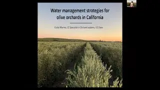 Talk #7: Optimized Irrigation Management in Olive with Giulia Marino