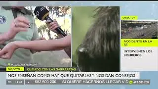 pellizco