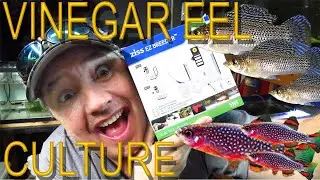 N.E.C. 2024  PICK UPS  & EEL CULTURE