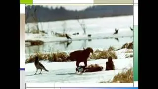 Дарвинский заповедник