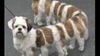 loldogs