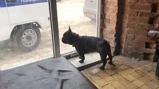 Французский бульдог спас от грабежа