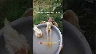 Crispy Says... fry mi or something  mek mi crispy again
