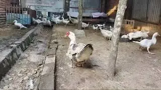 Ternak entok pasti untung,, usaha sampingan yang semua orang bisa,,