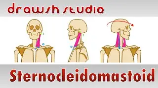 The Sternocleidomastoid Muscle