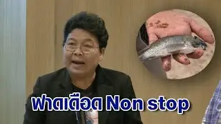 ปธ.สภาผู้บริโภค ฟาดเดือด! 'ปลาหมอคางดำ' ระบาด อธิบดีประมงต้องรับผิดชอบ ชดเชยให้เกษตรกร