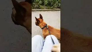 ленивая прогулка на скамейке #бультерьер #котик 🐱