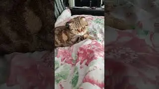 Симба и Луна