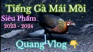 Tiếng Gà Mái Mồi | Kích Là Về | Mới Nhất 2023 - 2024